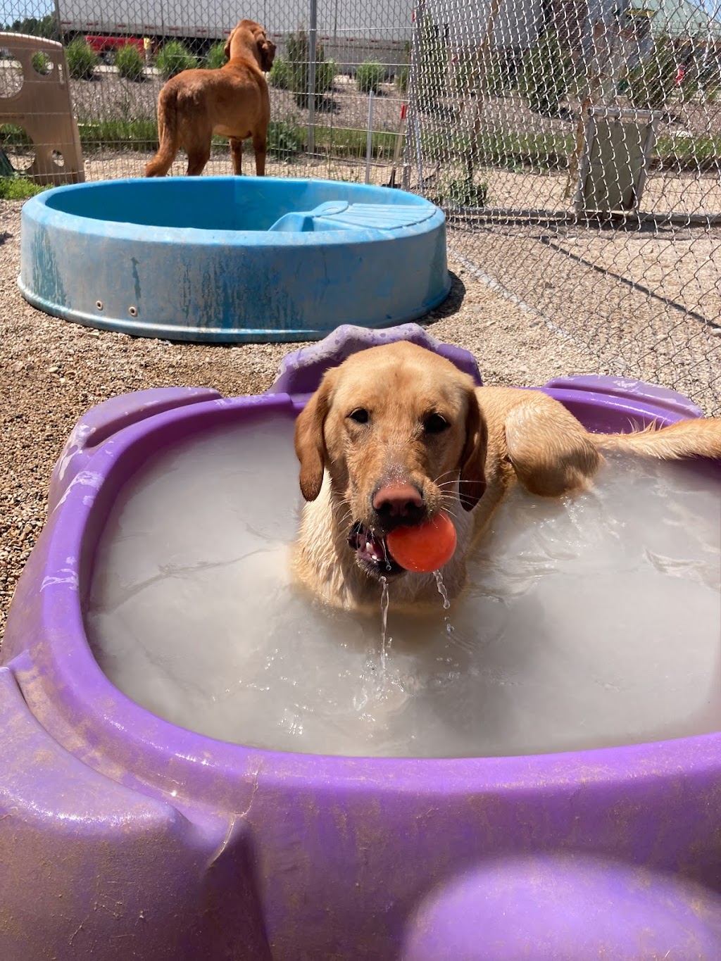 Sauk Prairie Small Animal Hospital and Shamrock Pet Resort | E11340 Co Rd PF, Prairie Du Sac, WI 53578 | Phone: (608) 643-2451