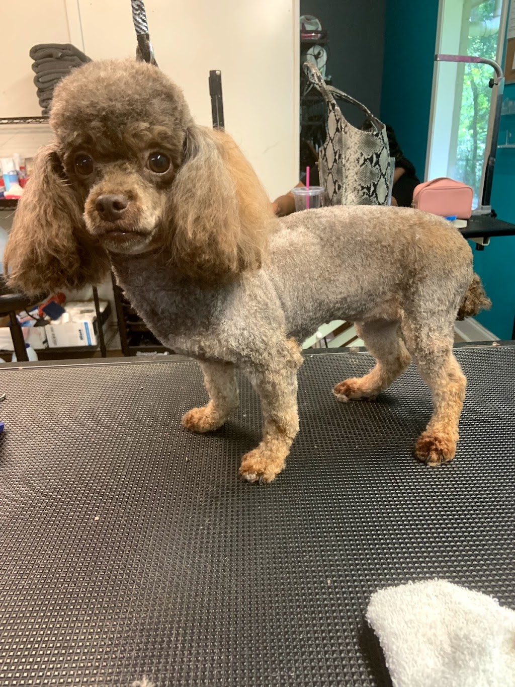 Pet Parlor Pet Grooming ,LLC | 12615 Greenwell Springs Rd, Baton Rouge, LA 70814, USA | Phone: (225) 275-7848