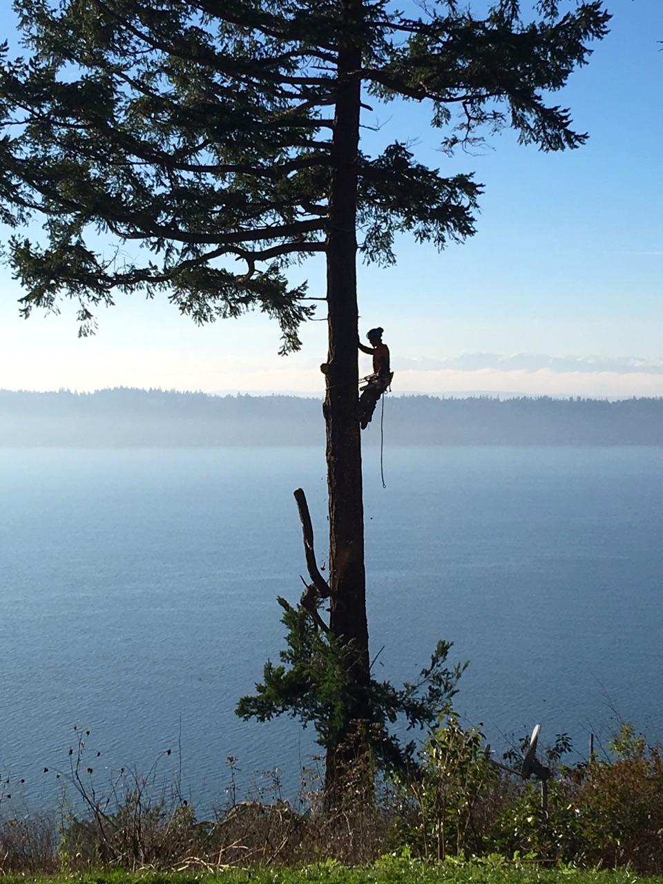 Taylors Snohomish Tree Service | 7717 184th Dr SE, Snohomish, WA 98290, USA | Phone: (425) 903-0559