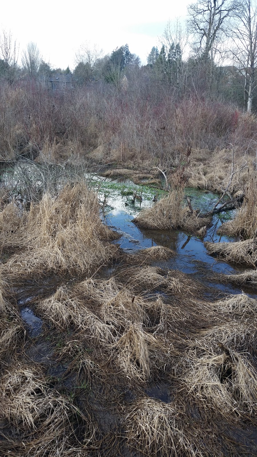 Bronson Creek Greenway | NW Bethany Blvd & West Union Rd, Beaverton, OR 97006, USA | Phone: (503) 645-6433