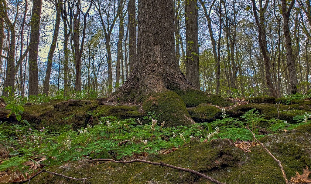 Abrahams Woods State Natural Area | W2379 Oliver Rd, Albany, WI 53502, USA | Phone: (608) 266-0394