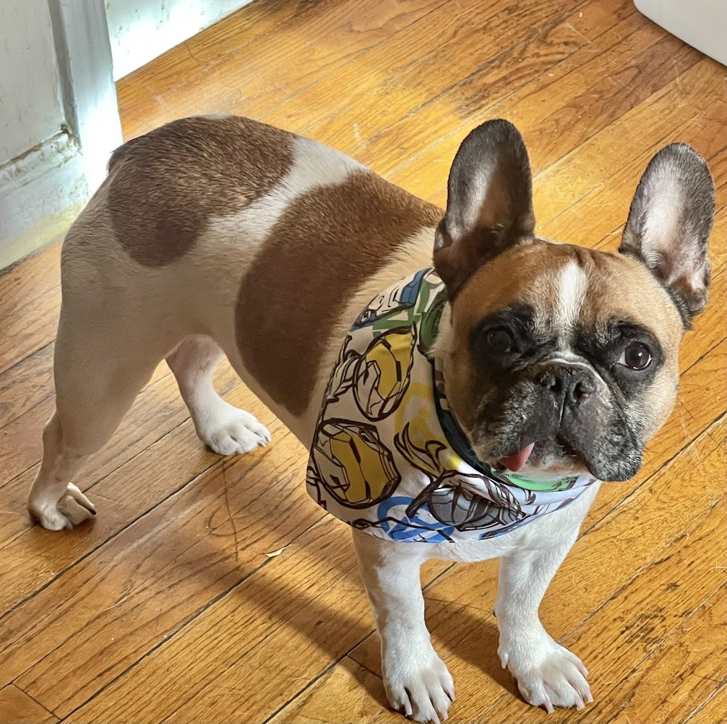 Veterinary Emergency Group 204 B Glen Cove Rd, Carle Place, NY 11514