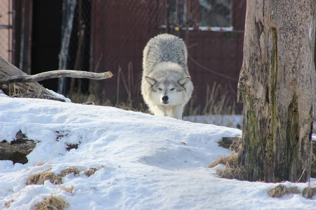 Wolf Exhibit | 43520 Seward Hwy, Girdwood, AK 99587, USA | Phone: (907) 783-0058