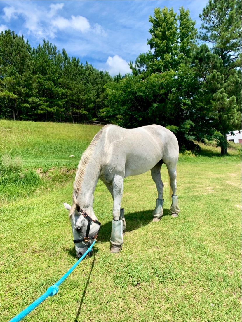 Swift Creek Riding Academy, LLC | 3905 Swift Creek Rd, Smithfield, NC 27577, USA | Phone: (910) 633-9542