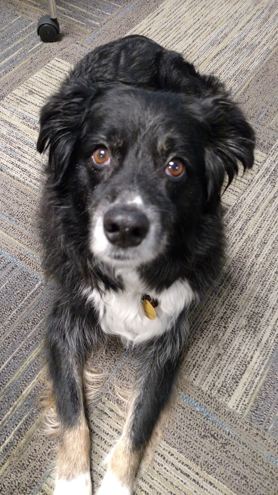 Vetsource | 9500 NE Cascades Pkwy, Portland, OR 97220, USA | Phone: (503) 802-7400