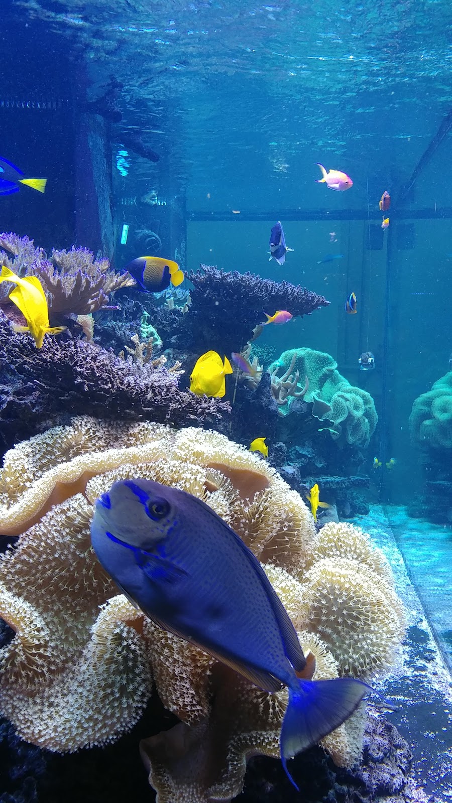 Fish World | 11634 Busy St, Richmond, VA 23236, USA | Phone: (804) 379-2466