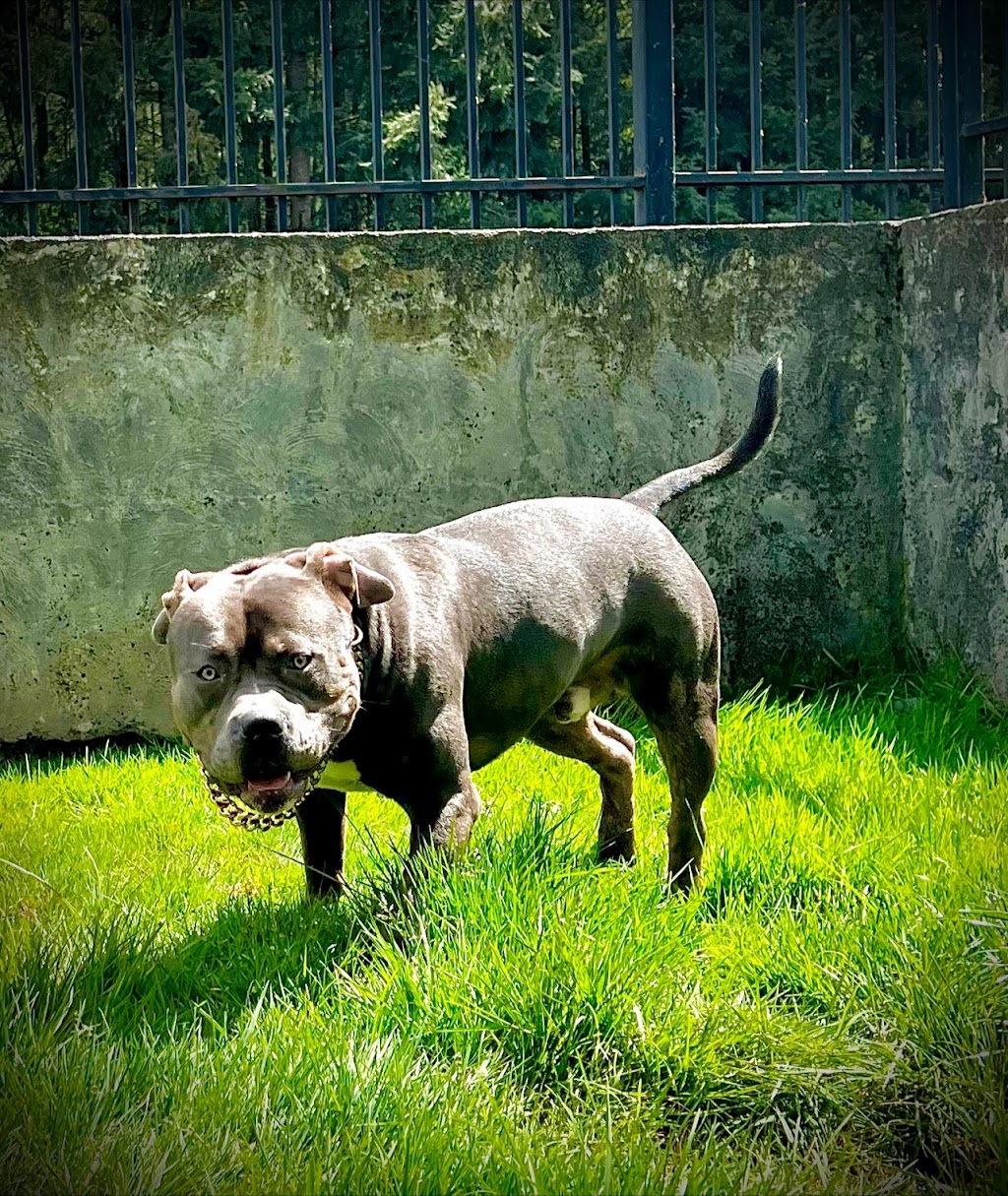 Shadowline Kennels | 2635 S 362nd Pl, Federal Way, WA 98003, USA | Phone: (206) 529-7545