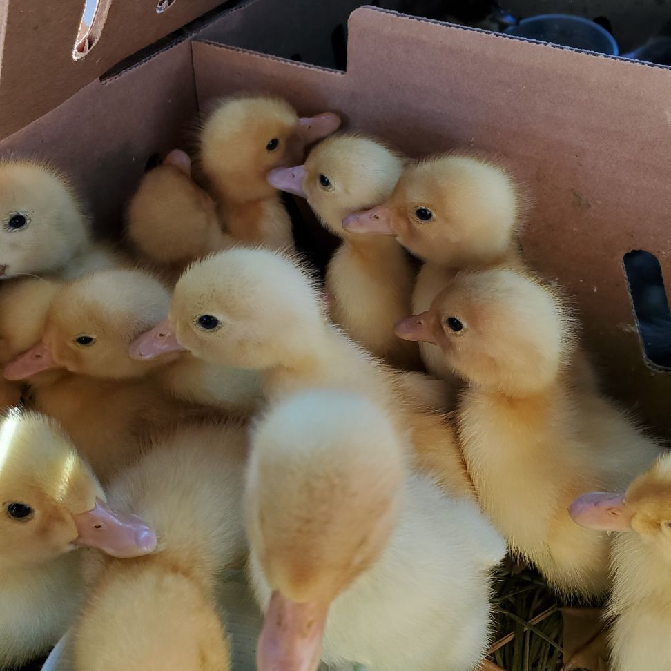 Corvus Farm - Regenerative Farming from Pescadero, California | 1701 Cabrillo Hwy, Pescadero, CA 94060, USA | Phone: (408) 402-1942