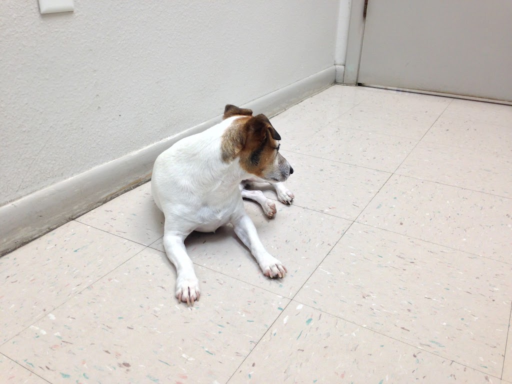 Southpaw Animal Health | 15421 N Dale Mabry Hwy, Tampa, FL 33618, USA | Phone: (813) 968-4025