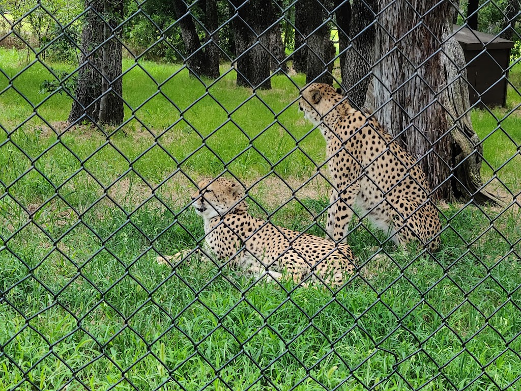 Fossil Rim Wildlife Center-Childrens Animal Center | 1789 Co Rd 2009, Glen Rose, TX 76043, USA | Phone: (254) 897-2960