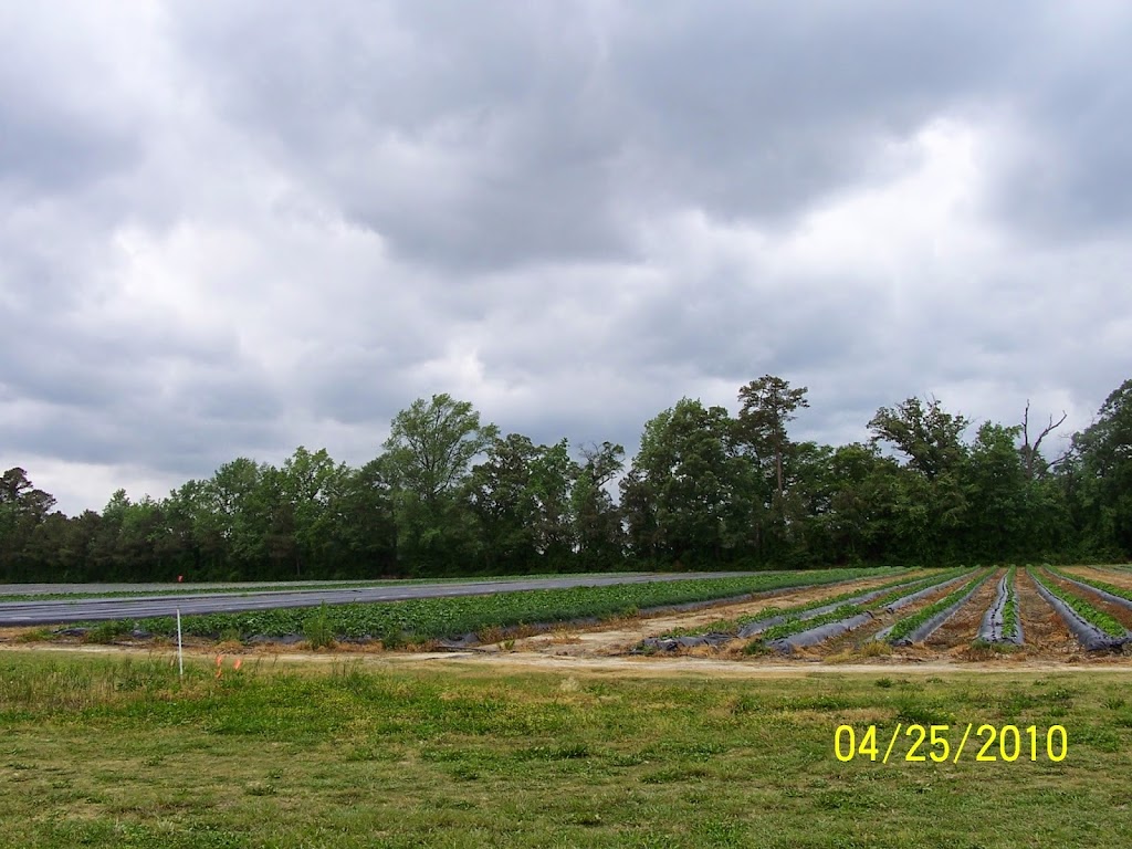 Cox Farm Produce | 547 Dobbersville Rd, Goldsboro, NC 27530, USA | Phone: (919) 689-9383