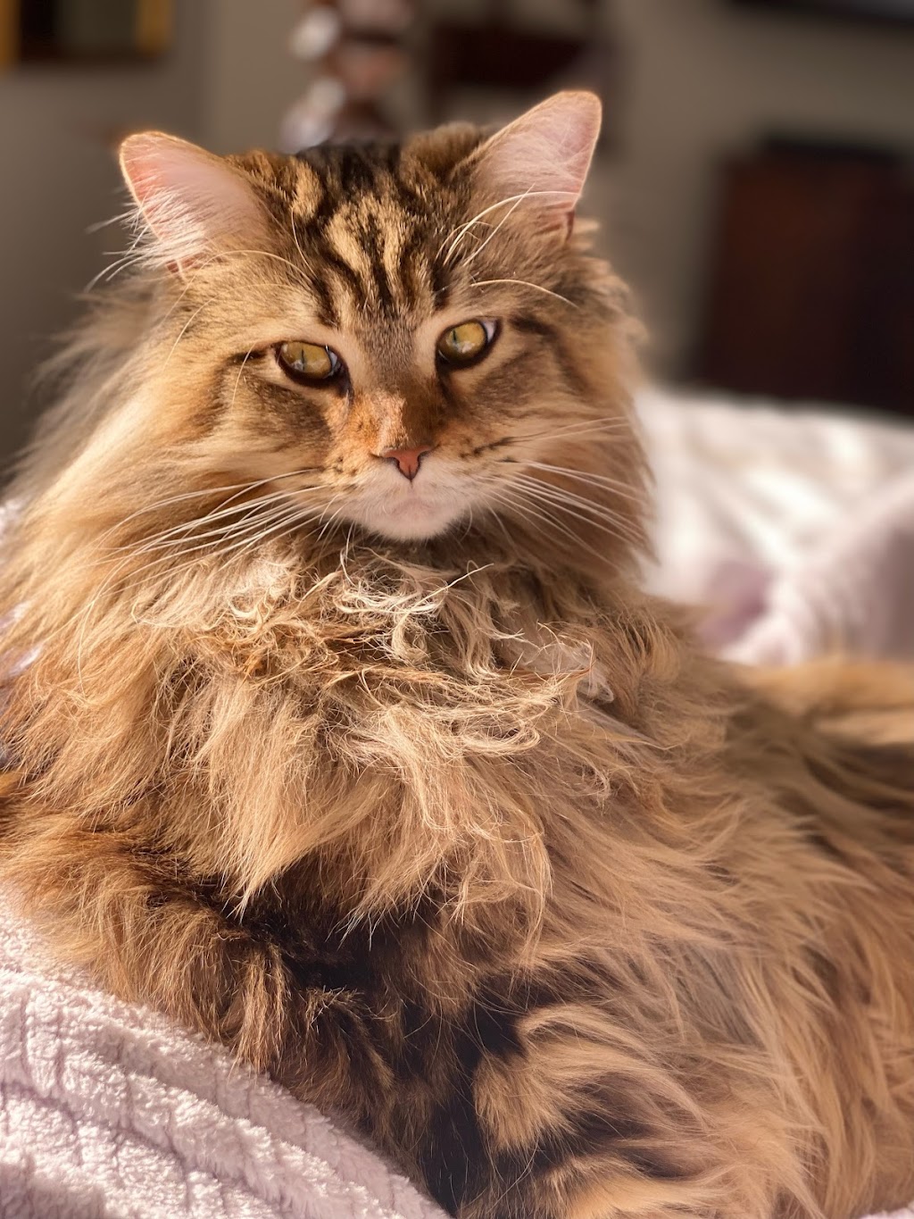 Posh Maine Coons | 6336 Baker Ln, Alvarado, TX 76009, USA | Phone: (817) 715-8185