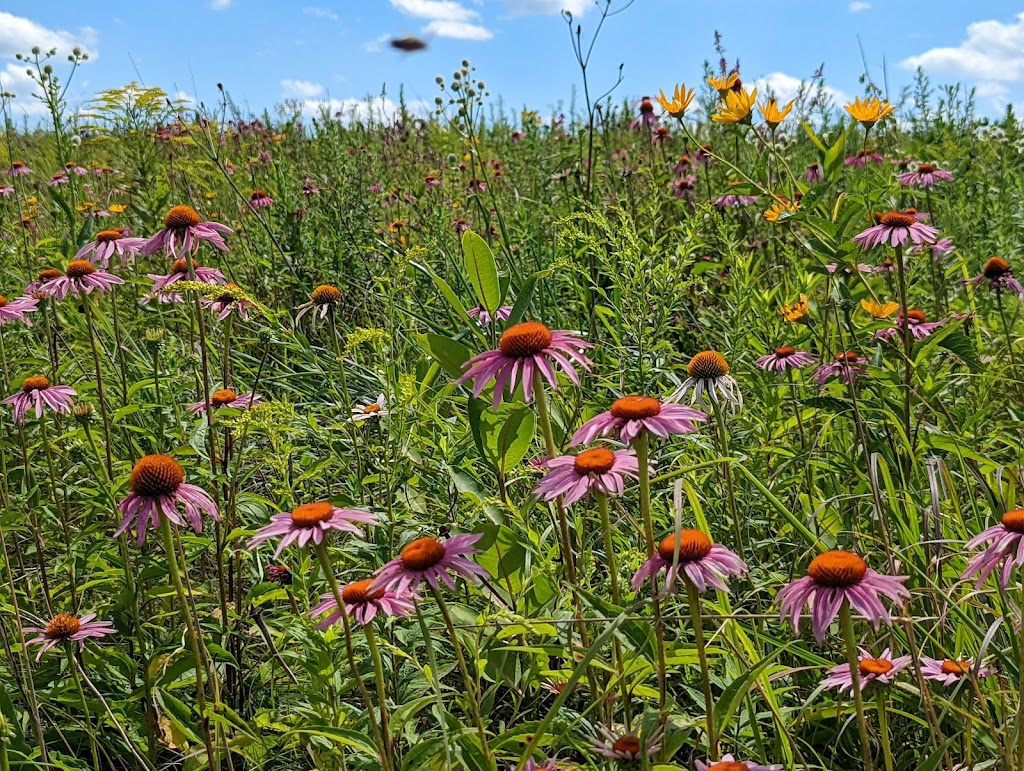 Madison Audubons Goose Pond Sanctuary | Goose Pond Rd, Arlington, WI 53911, USA | Phone: (608) 255-2473