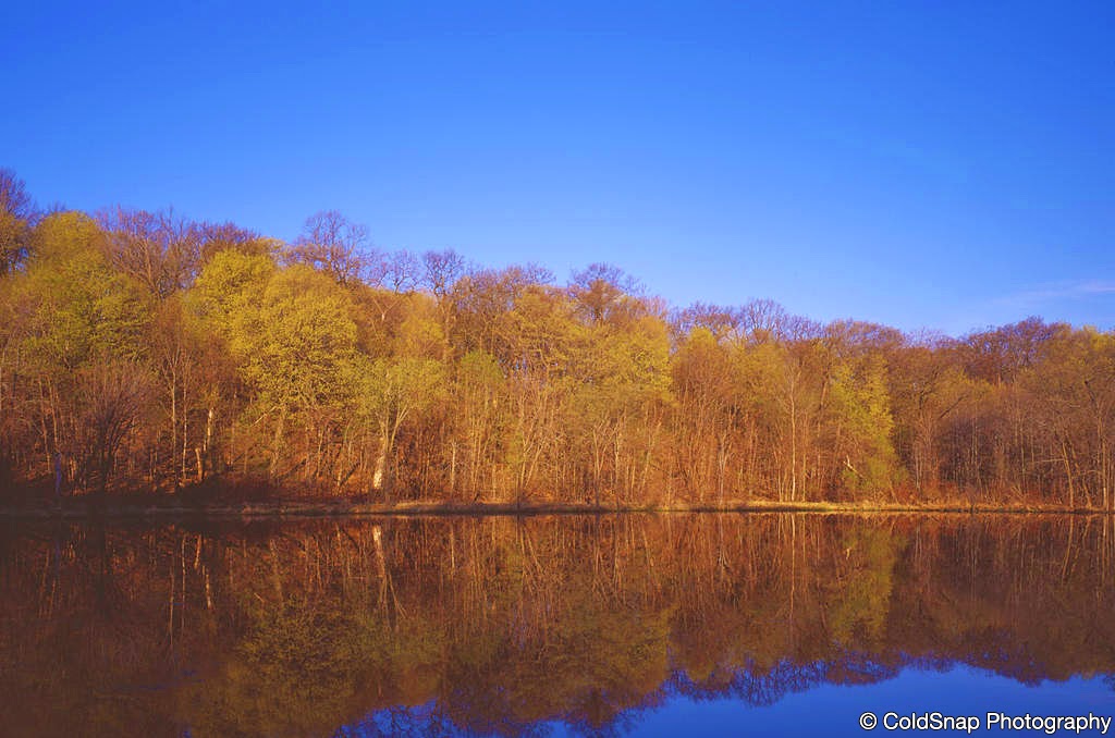 Wolsfeld Woods Scientific and Natural Area (SNA) | 2060 County Rd 6, Long Lake, MN 55356, USA | Phone: (651) 259-5800