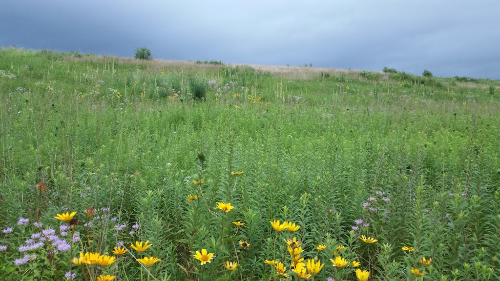 Lost Valley Prairie Scientific and Natural Area (SNA) | Nyberg Ave S, Hastings, MN 55033, USA | Phone: (651) 259-5800