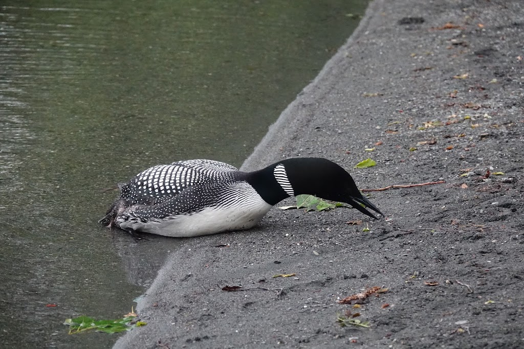 Hidden Lake Campground And Boat Launch | Alaska, USA | Phone: (907) 262-7021