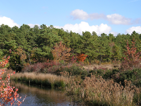 New Jersey Pinelands National Reserve | 853 Atsion Rd, Shamong, NJ 08088, USA | Phone: (609) 894-7300