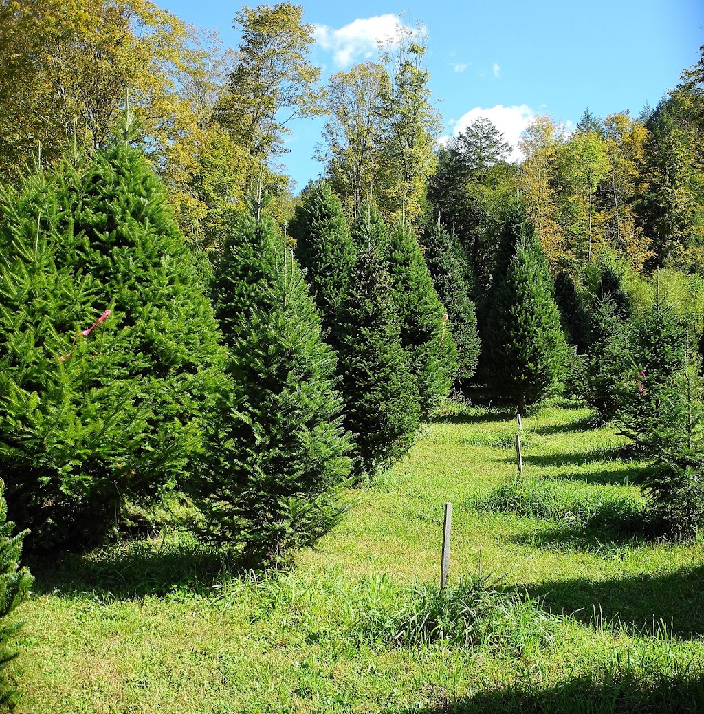 Kringle Christmas Tree Farm | 9298 NY-46, Westernville, NY 13486, USA | Phone: (315) 827-4534