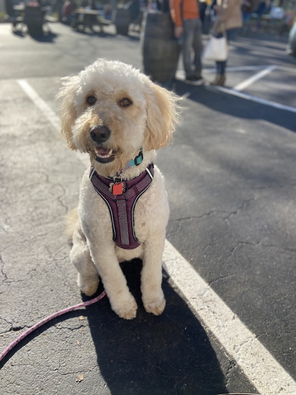 Doggie Bath House | 910 Deerfield Crossing Dr, Alpharetta, GA 30004, USA | Phone: (770) 802-5160