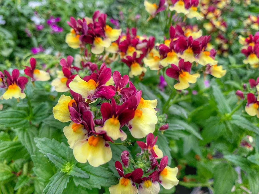 Patchwork Gardens | 2999 U.S. 35 SE, Washington Ct Hs, OH 43160, USA | Phone: (740) 335-0018 Patchwork Gardens | 2999 U.S. 35 SE, Washington Ct Hs, OH 43160, USA | Phone: (740) 335-0018