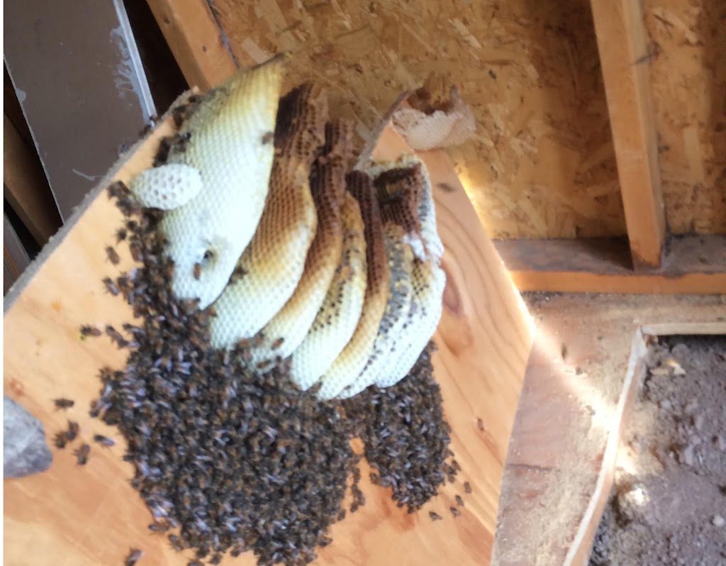 Stung and Sticky Beekeeper, LLC | 11924 S 212th Ave, Buckeye, AZ 85326, USA | Phone: (623) 882-5890