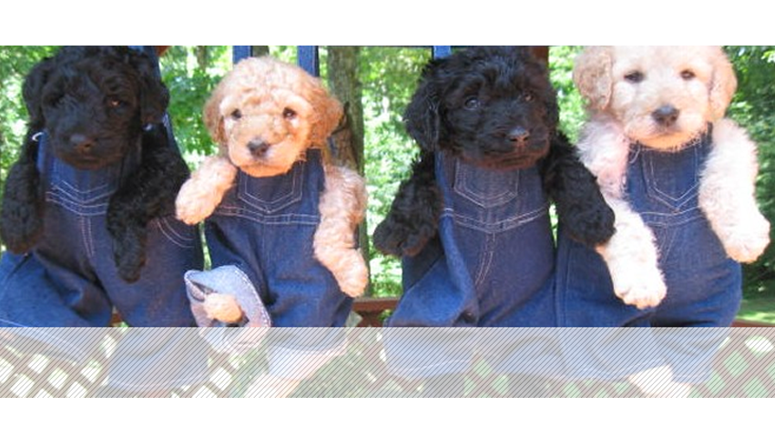 Labradoodles and Labs | 6267 State Line Rd, Adams, TN 37010, USA | Phone: (270) 429-1009