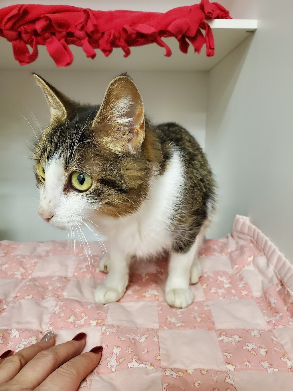 Columbus Humane | 3015 Scioto Darby Executive Ct, Hilliard, OH 43026, USA | Phone: (614) 777-7387