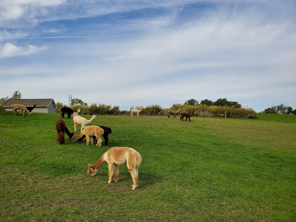 Thistle Creek Alpaca Farm | 1091 Ostrander Rd, East Aurora, NY 14052, USA | Phone: (716) 725-8238