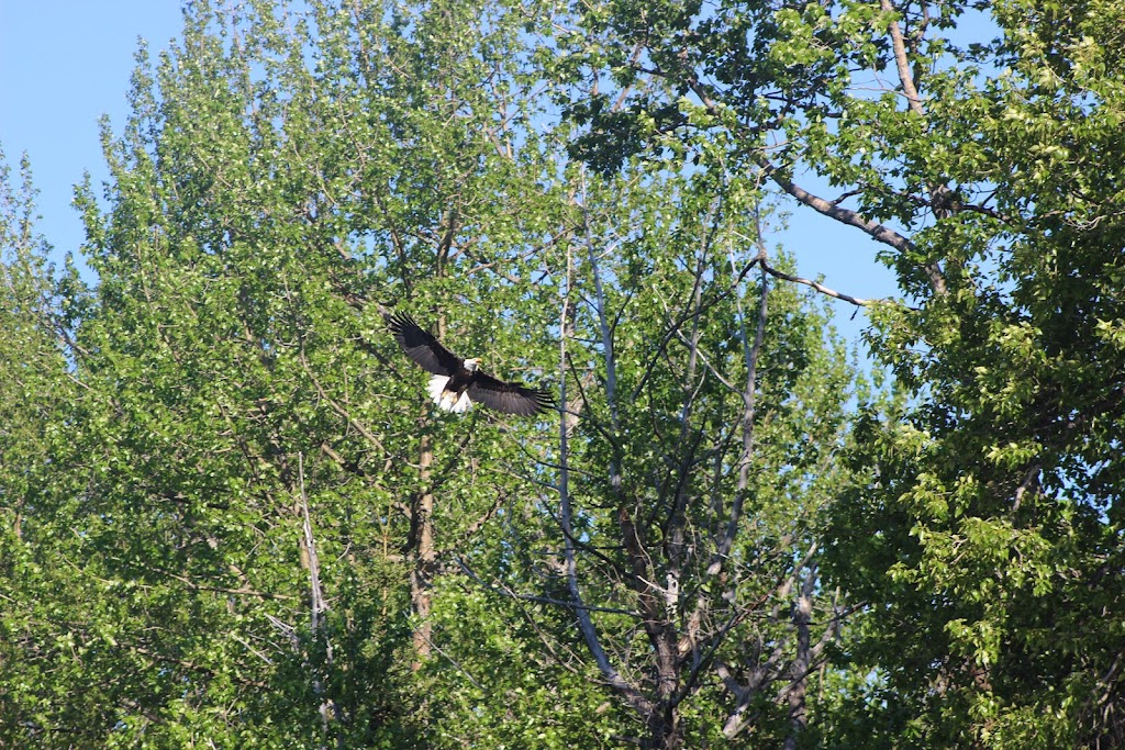 Alaska River Adventures | 35269 King Salmon Dr, Cooper Landing, AK 99572, USA | Phone: (907) 595-2000