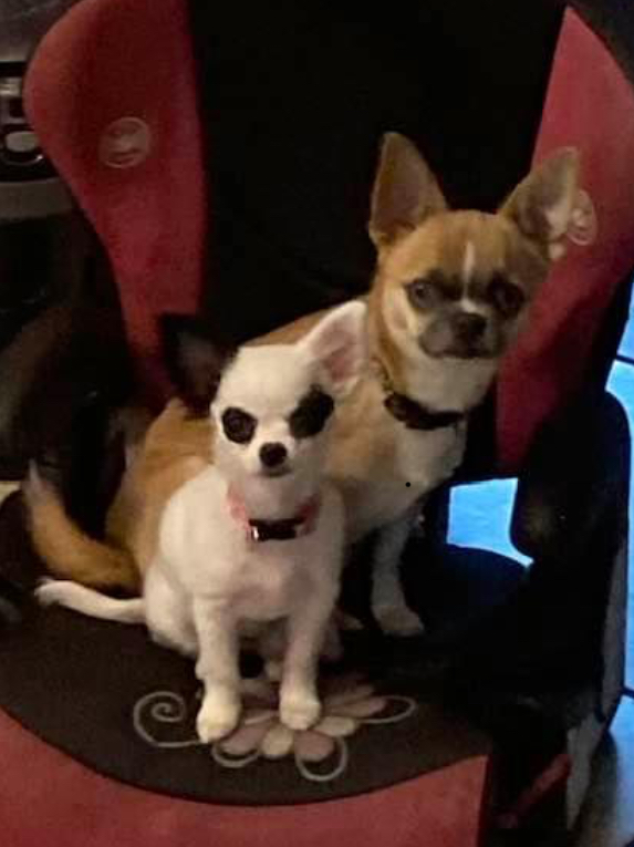 chihuahuas unlimited | 61315 Pugh Rd, Lacombe, LA 70445, USA | Phone: (985) 445-2878