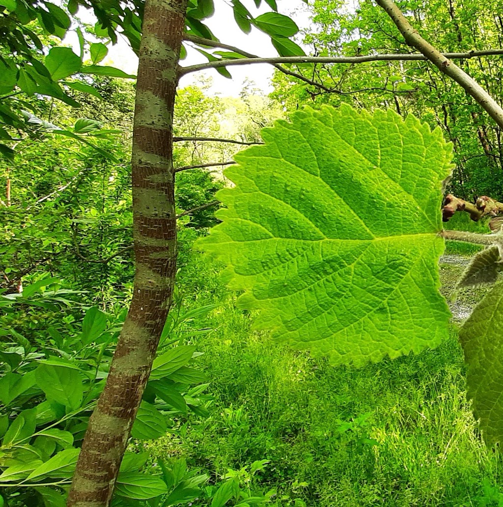 Mason Farm Biological Reserve Trailhead | Chapel Hill, NC 27517, USA | Phone: (919) 962-0522