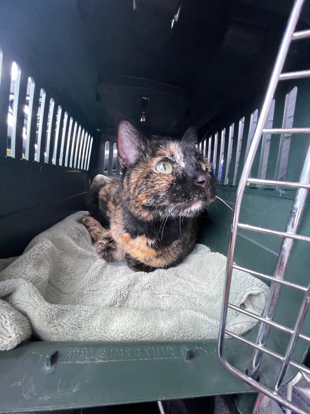 Palm Valley Animal Clinic | 2520 N Litchfield Rd, Goodyear, AZ 85395, USA | Phone: (623) 935-3825