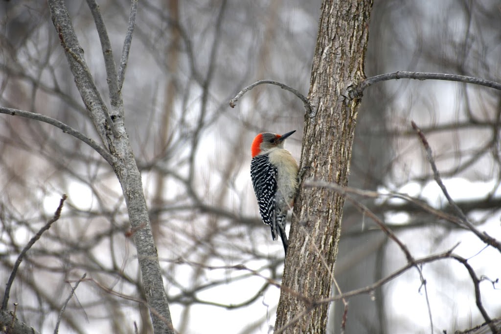 Preble County Historical Society and Nature Reserve | 7693 Swartsel Rd, Eaton, OH 45320, USA | Phone: (937) 787-4256