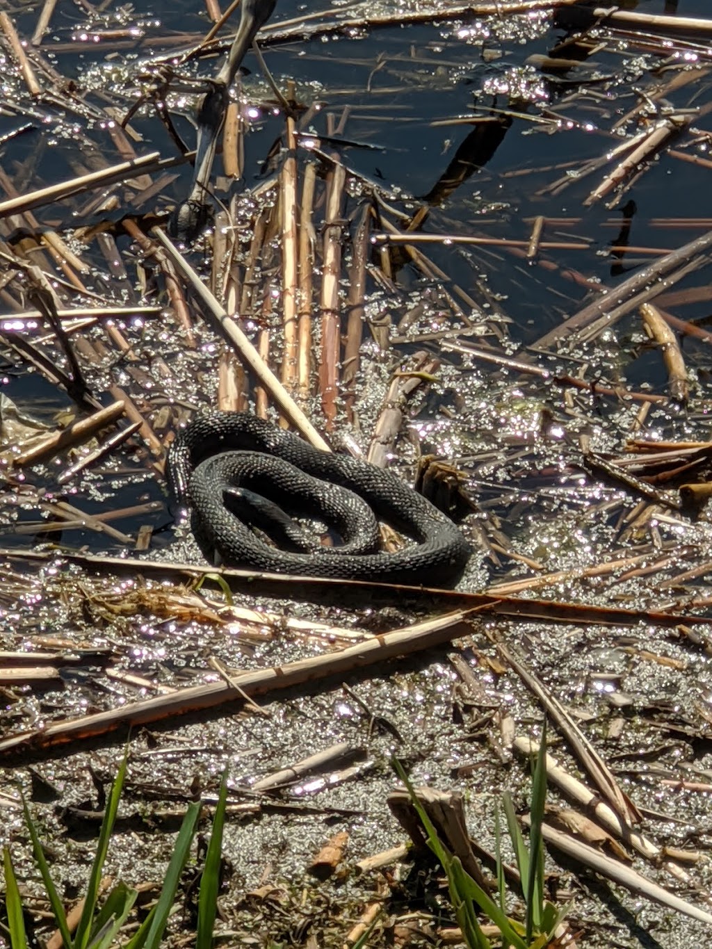 Mallard Club Marsh Wilderness Area | 8763 Cedar Point Rd, Curtice, OH 43412, USA | Phone: (800) 945-3543