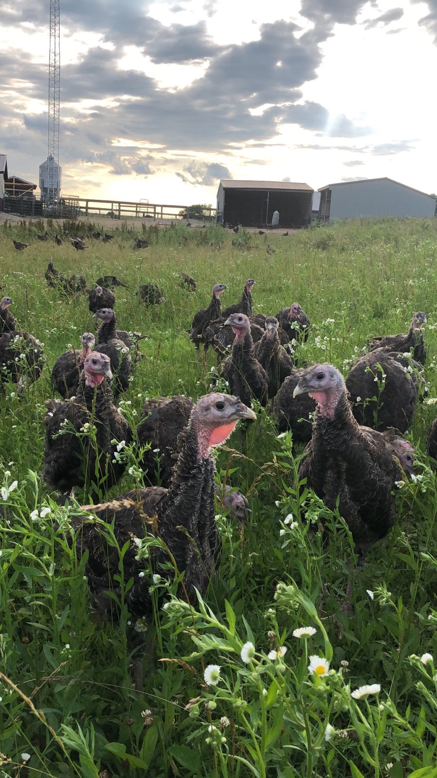 Kopp Turkey Inc | 10964 Campbell Rd, Harrison, OH 45030, USA | Phone: (513) 367-4133