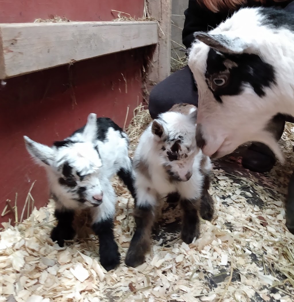 Dizzy Does Goat Ranch & Farm Store | 4180 Dayton Rd, Madison, OH 44057, USA | Phone: (440) 299-8301