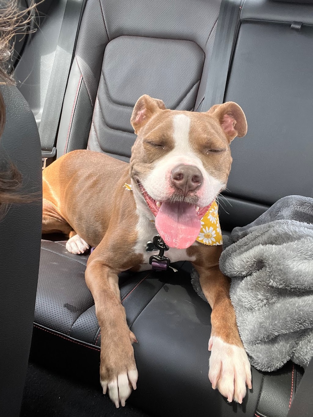 Dogs Retreat | 898 Troy-Schenectady Rd, Latham, NY 12110, USA | Phone: (518) 698-2873