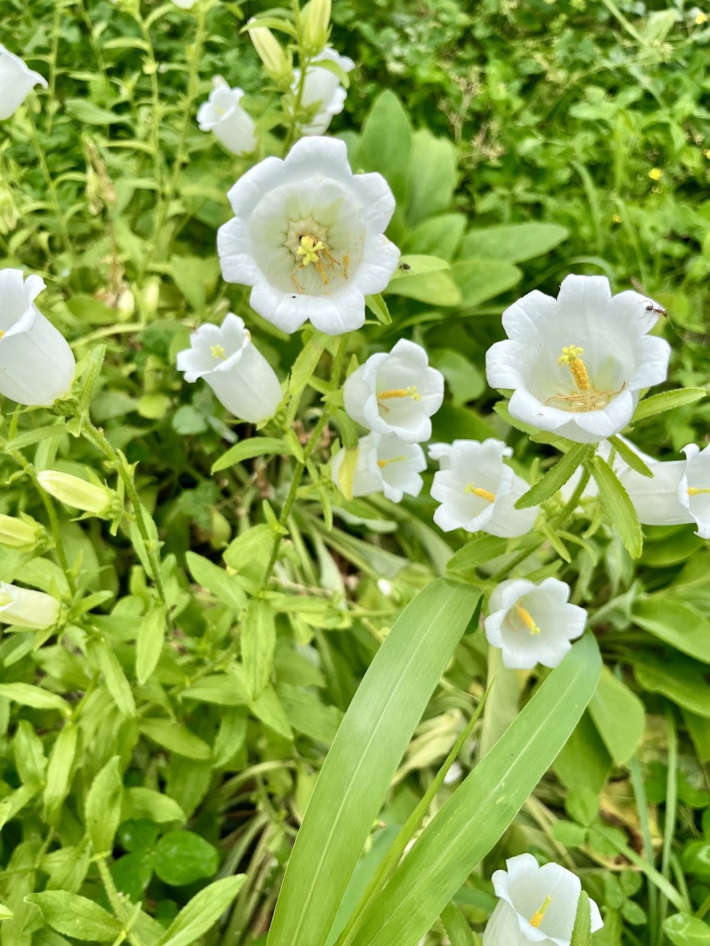 Chickapoo Farm-Country Escapes & Pick Your Own Gardens | 1167 Haley Rd, Shelbyville, KY 40065, USA | Phone: (502) 640-3033