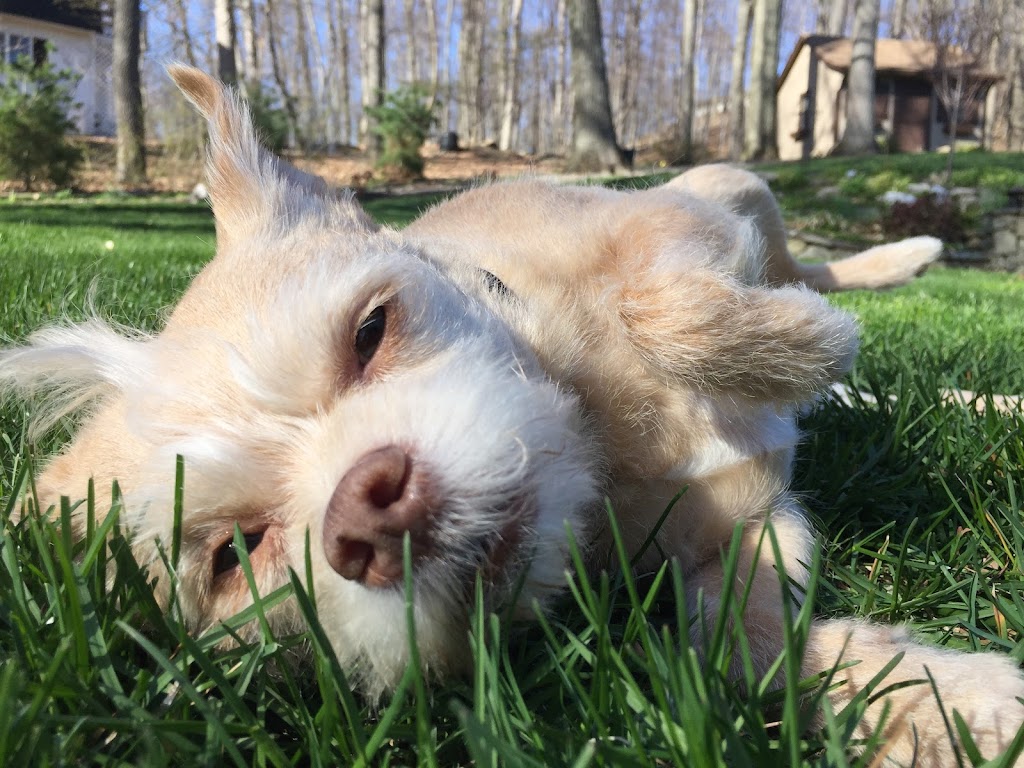 Greenwich Veterinary Center | 264 West Putnam Avenue, Greenwich, CT 06830, USA | Phone: (203) 661-1437