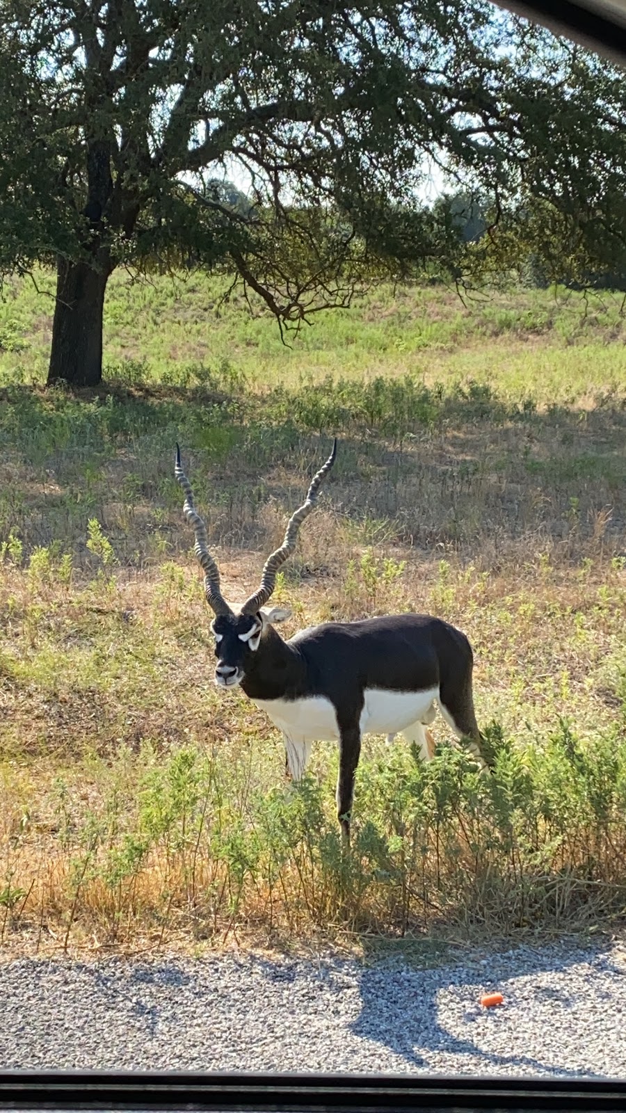 The Lodge at Fossil Rim | Co Rd 2010, Glen Rose, TX 76043, USA | Phone: (254) 897-2960