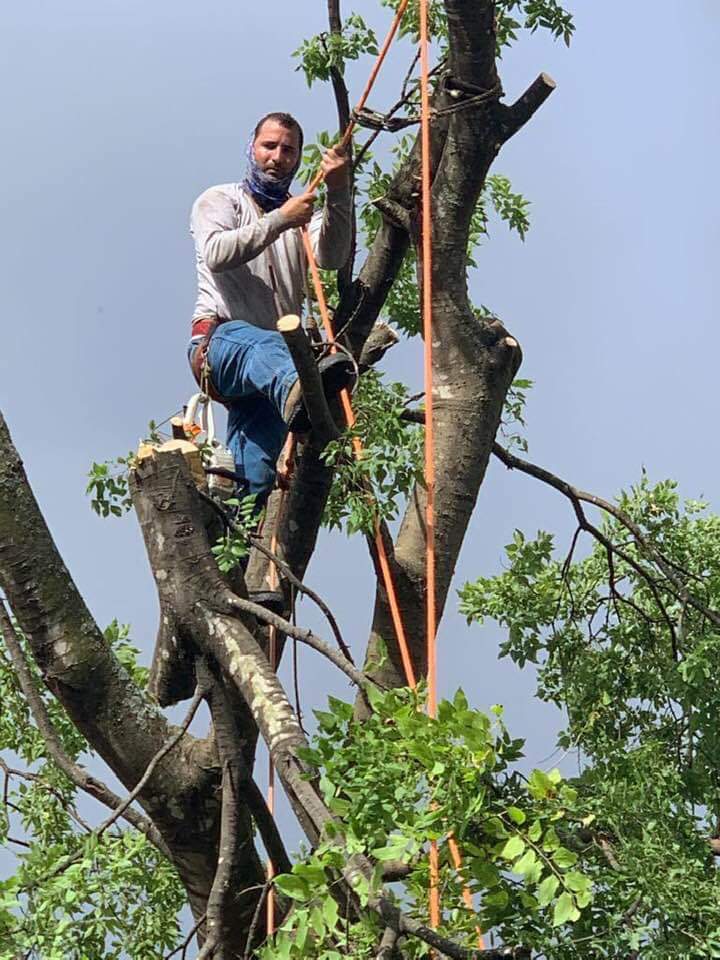 Adeleyvis Vazquez trees service | 240 goodwin ct, Lockhart, TX 78644, USA | Phone: (786) 239-5711