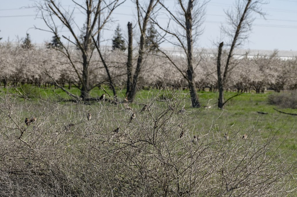 Cottonwood Trail | 5400 W Sandy Mush Rd, Merced, CA 95341, USA | Phone: (209) 826-3508