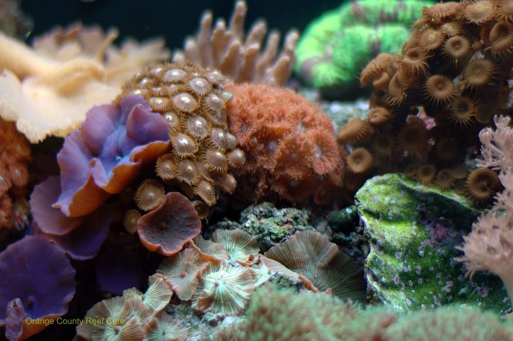 Orange County Reef Care | 13602 Milton Ave, Westminster, CA 92683, USA | Phone: (714) 262-9384