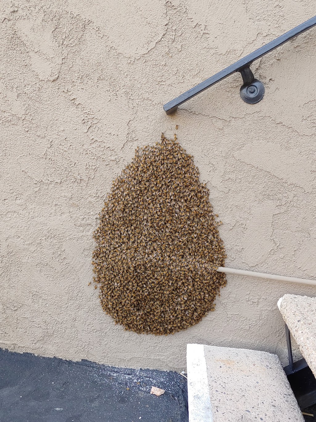 The Bee Man | 216 Oswego Ave, Huntington Beach, CA 92648, USA | Phone: (949) 455-0123