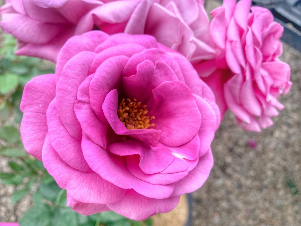Patchwork Gardens | 2999 U.S. 35 SE, Washington Ct Hs, OH 43160, USA | Phone: (740) 335-0018 Patchwork Gardens | 2999 U.S. 35 SE, Washington Ct Hs, OH 43160, USA | Phone: (740) 335-0018