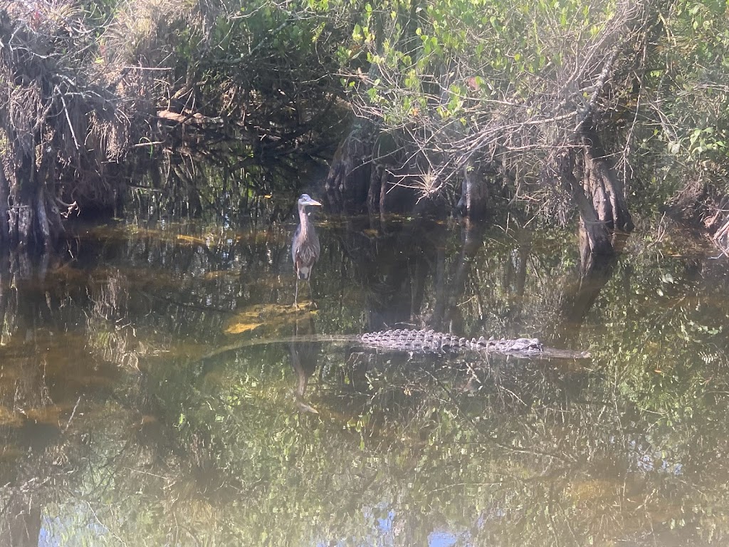 Everglades River of Grass Adventures | 52105 Tamiami Trail E, Ochopee, FL 34141, USA | Phone: (305) 788-2418