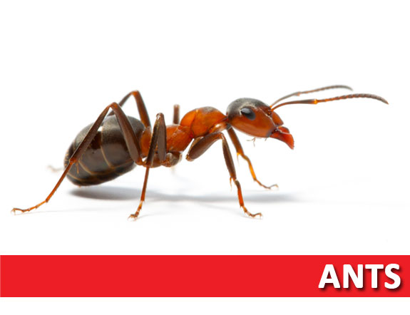 Wise / Chem Safe Pest Control | 5300 Old Granbury Rd, Granbury, TX 76049, USA | Phone: (817) 579-1289