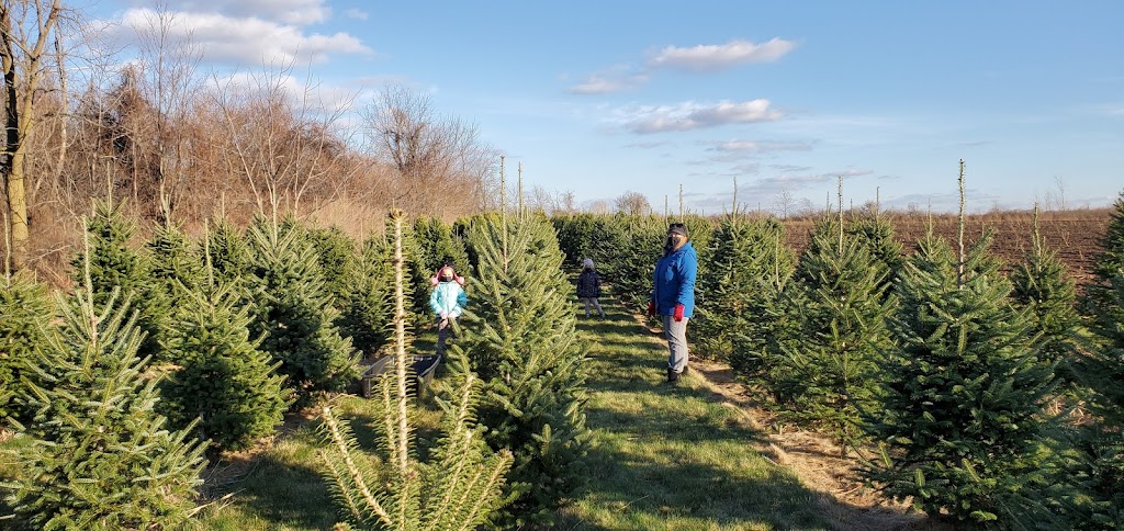 Crossen Christmas Tree Farm | 1198 Judge Rd, Basom, NY 14013, USA | Phone: (585) 813-8701