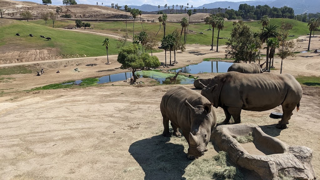 San Diego Zoo Safari Park | 15500 San Pasqual Valley Rd, Escondido, CA 92027, USA | Phone: (619) 231-1515