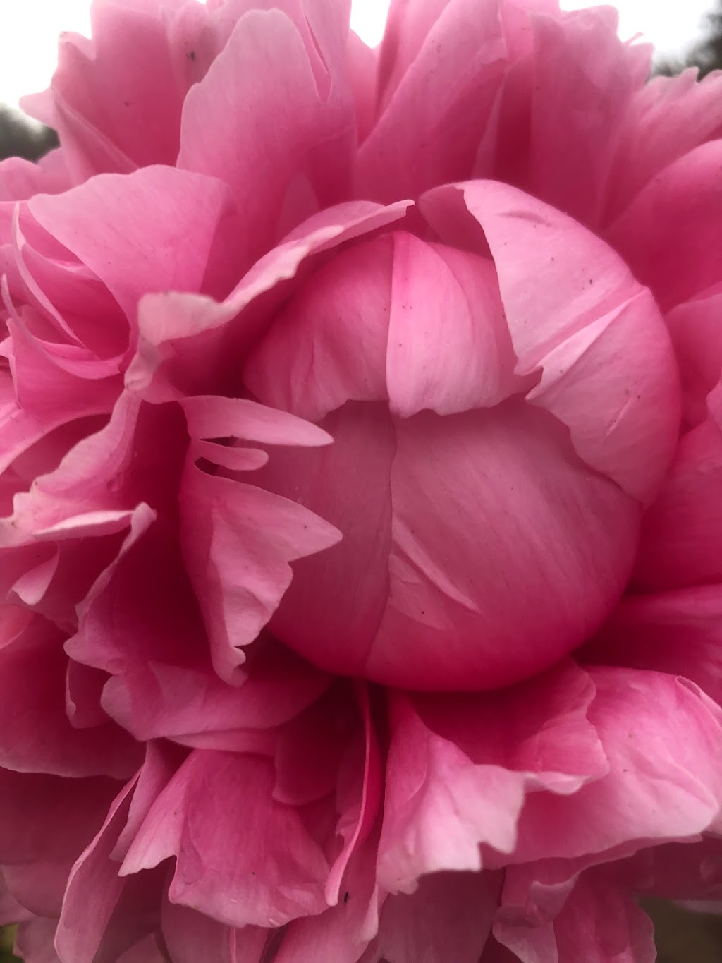 Brooks Gardens Peonies | 6219 Topaz St NE, Brooks, OR 97305, USA | Phone: (503) 393-7999